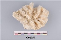 藏品(珊瑚化石)的圖片